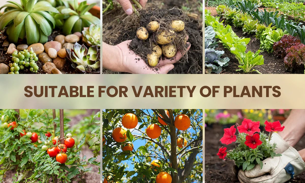 Soil Activator: Plants' Best Friend - Rejuvenate Your Plants ( BUY 1 GET 1 FREE )